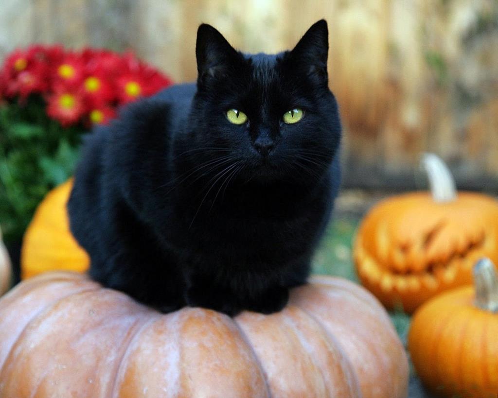 1. Mèo đen