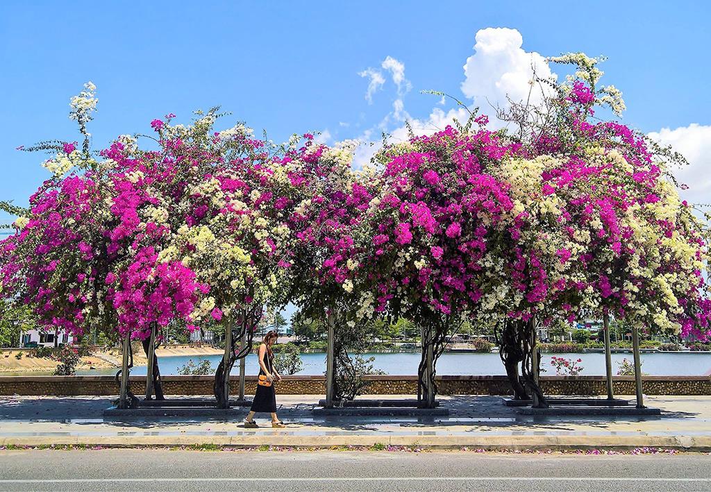 Hồ sinh thái Quy Nhơn ngập tràn sắc hoa giấy