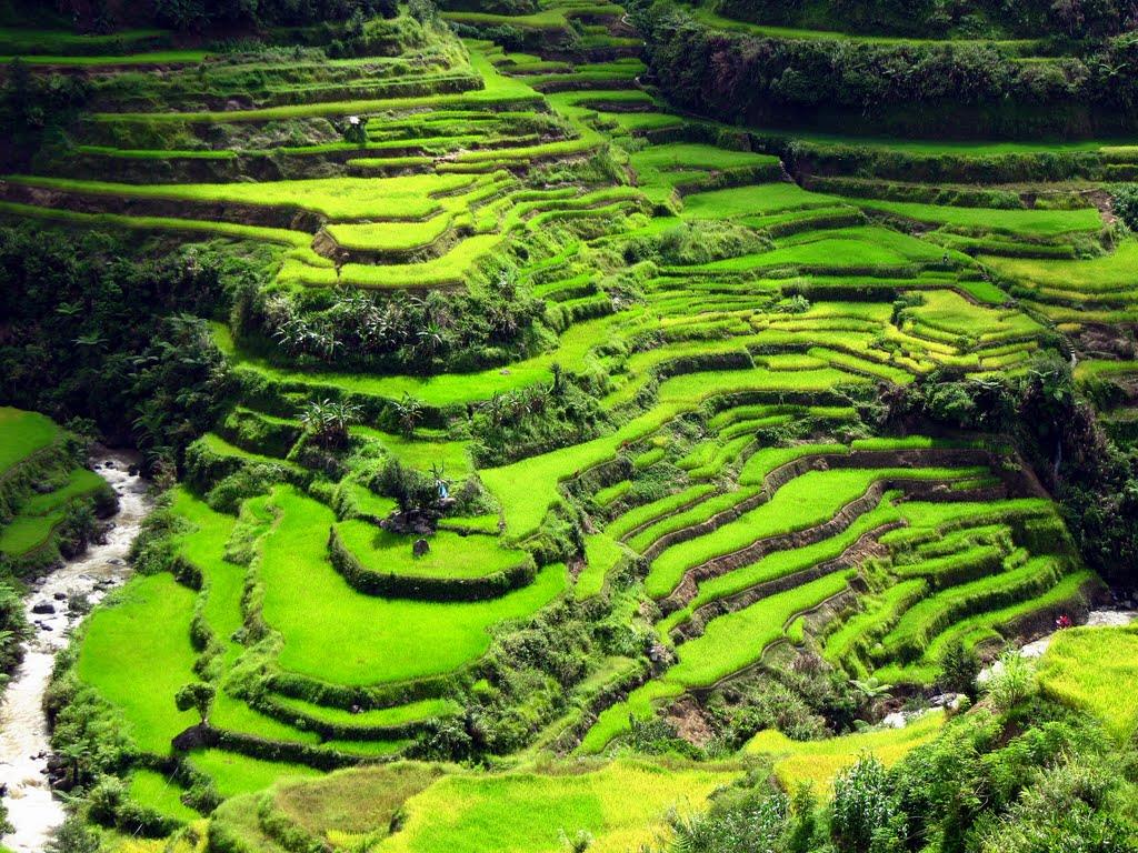 Ruộng bậc thang vùng Cordillera, Philippines