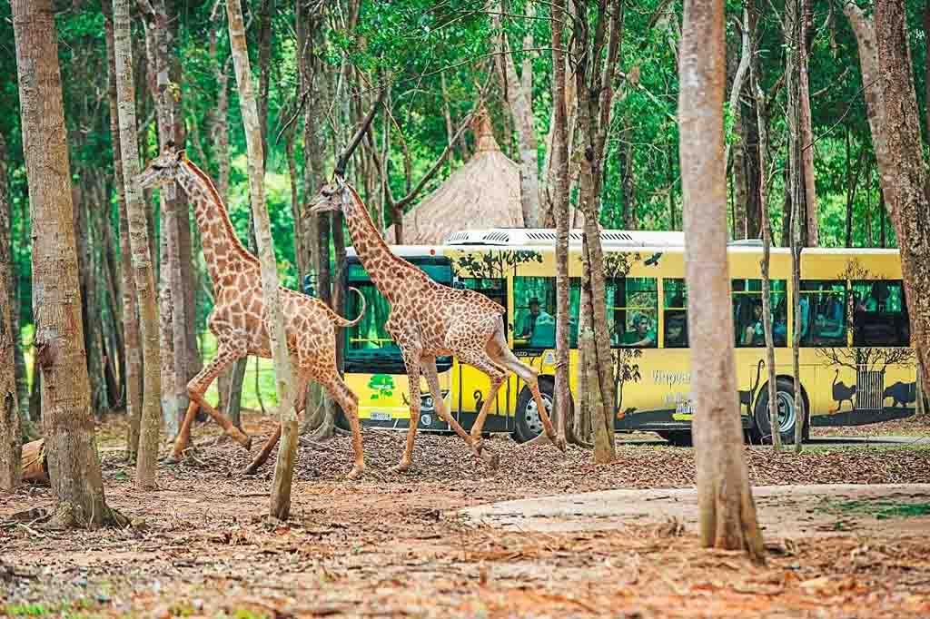 Khám phá Safari lớn nhất Việt Nam