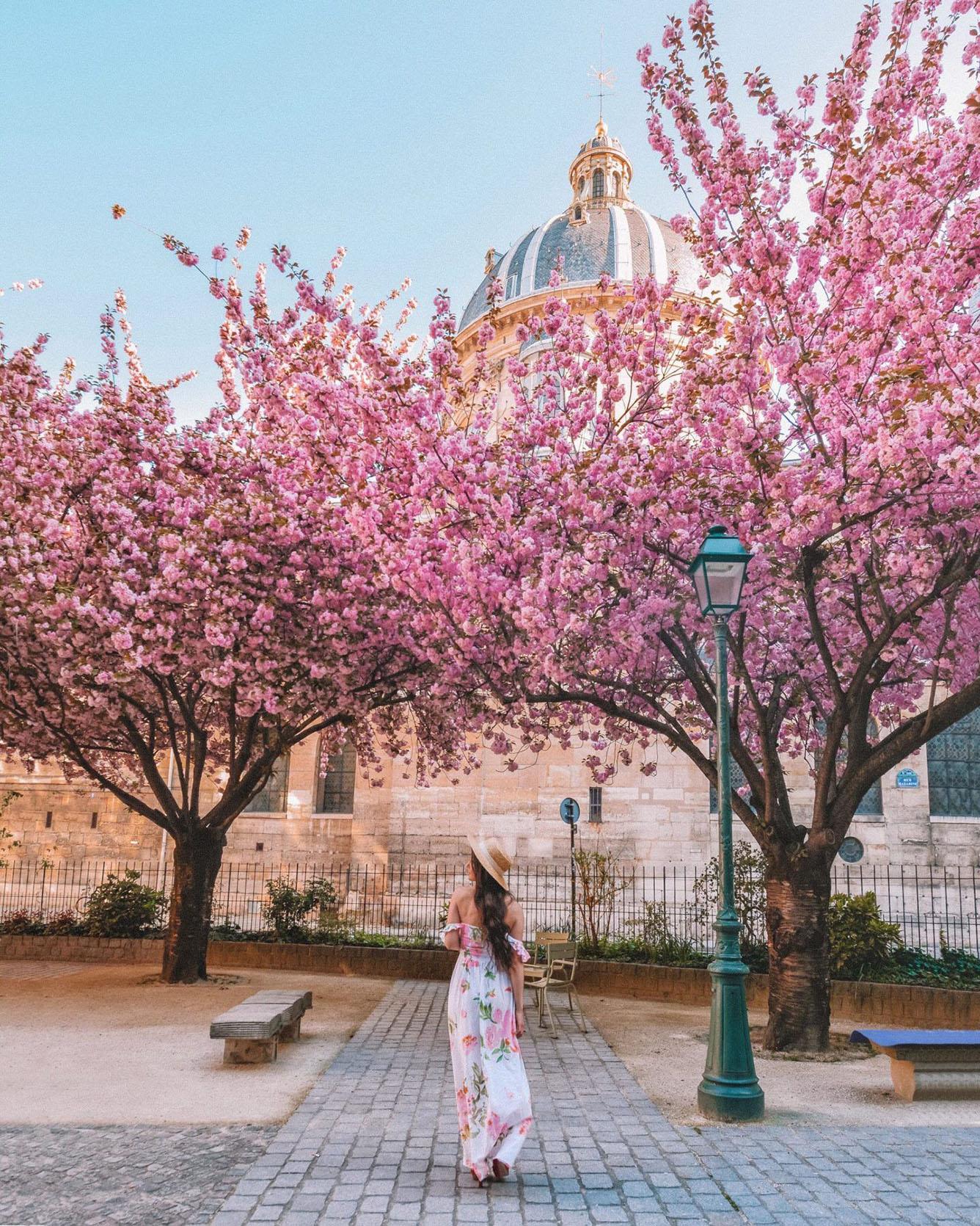 Paris lãng mạn bên cánh hoa đào xinh