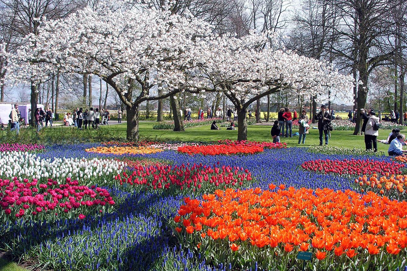 Đẹp nao lòng mùa hoa tulip Hà Lan