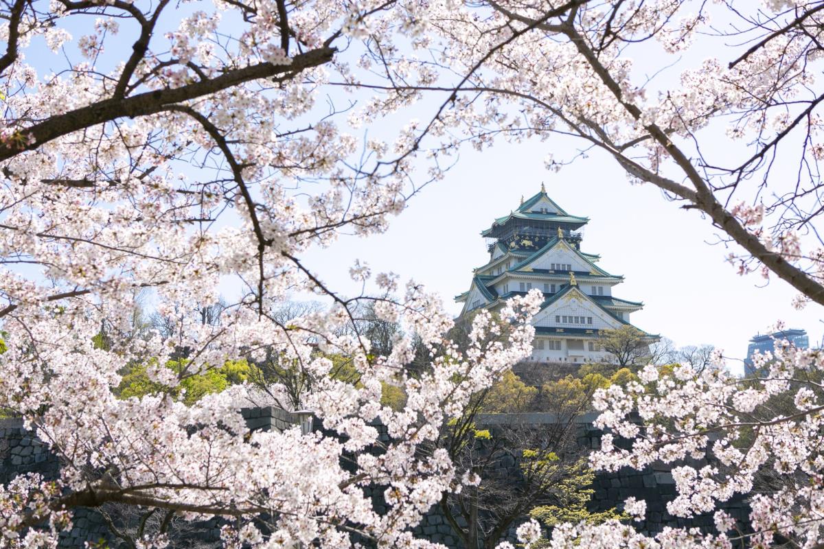 Hoa anh đào - vẻ đẹp mùa xuân Nhật Bản