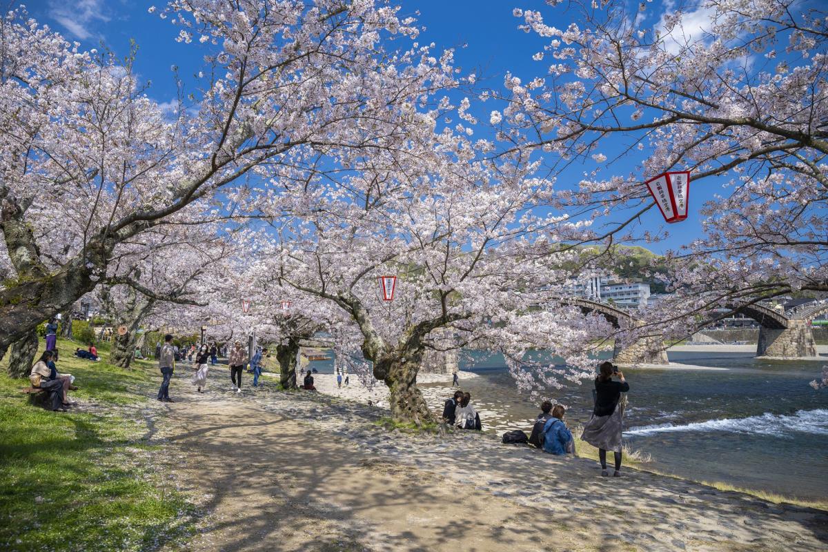 Địa điểm ngắm hoa anh đào nổi tiếng ở Nhật Bản