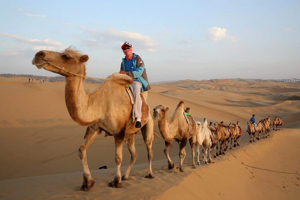 ♞ Cưỡi lạc đà băng qua những đụn cát trên sa mạc