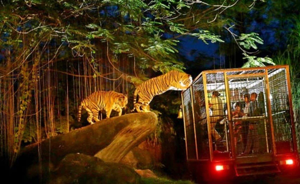 Các hoạt động tại Night Safari Singapore