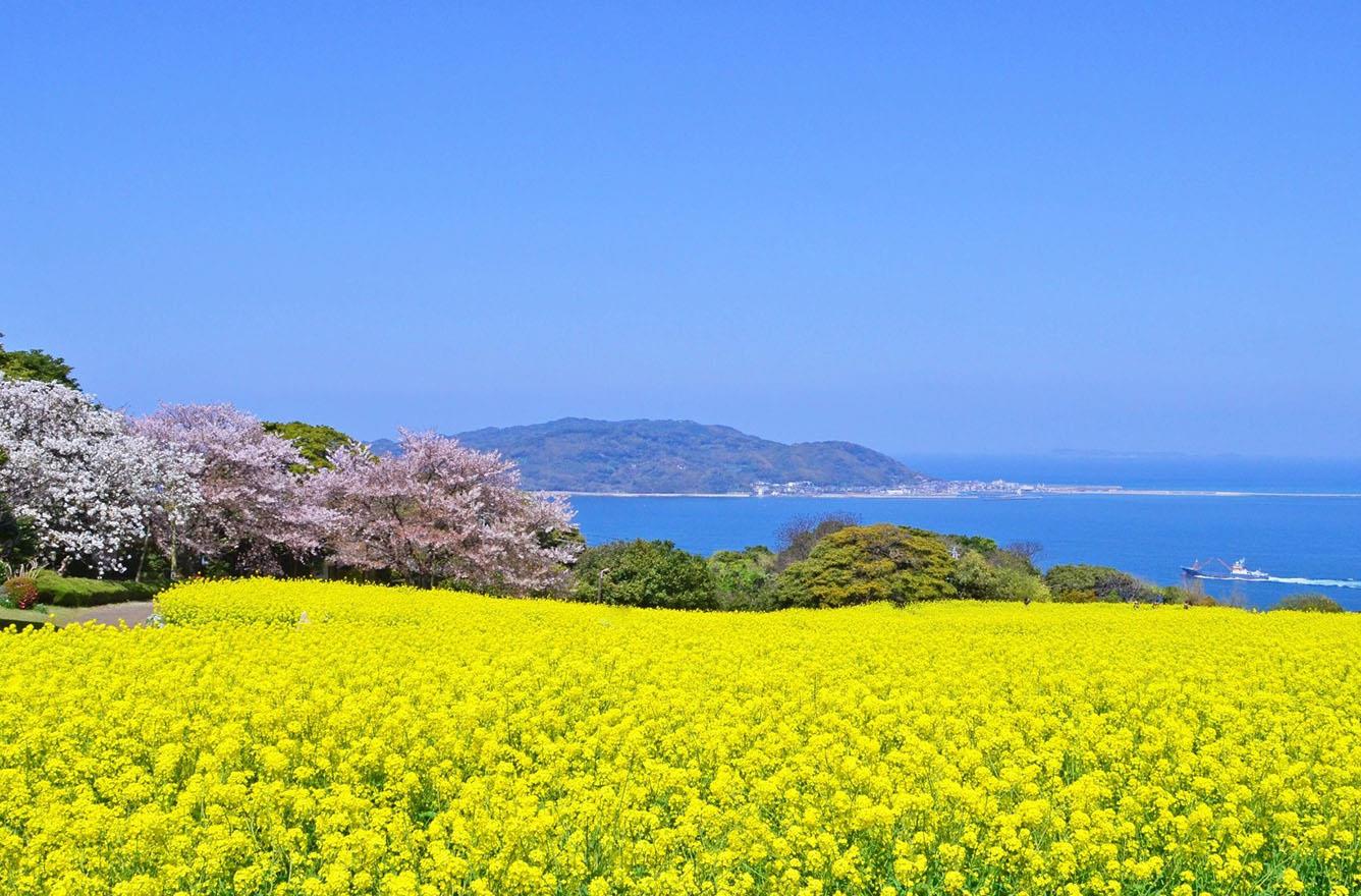 Rực rỡ những cánh đồng hoa cải dầu ở Nhật Bản