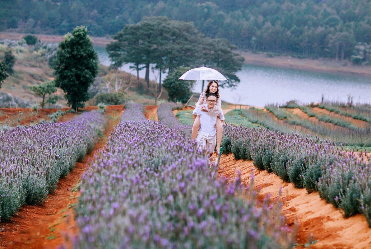 Vườn hoa lavender Hồ Tuyền Lâm