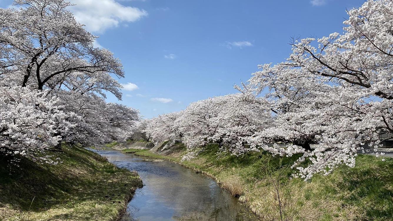 17. Hoa anh đào Fureai bên sông Fujita (Thành phố Koriyama)