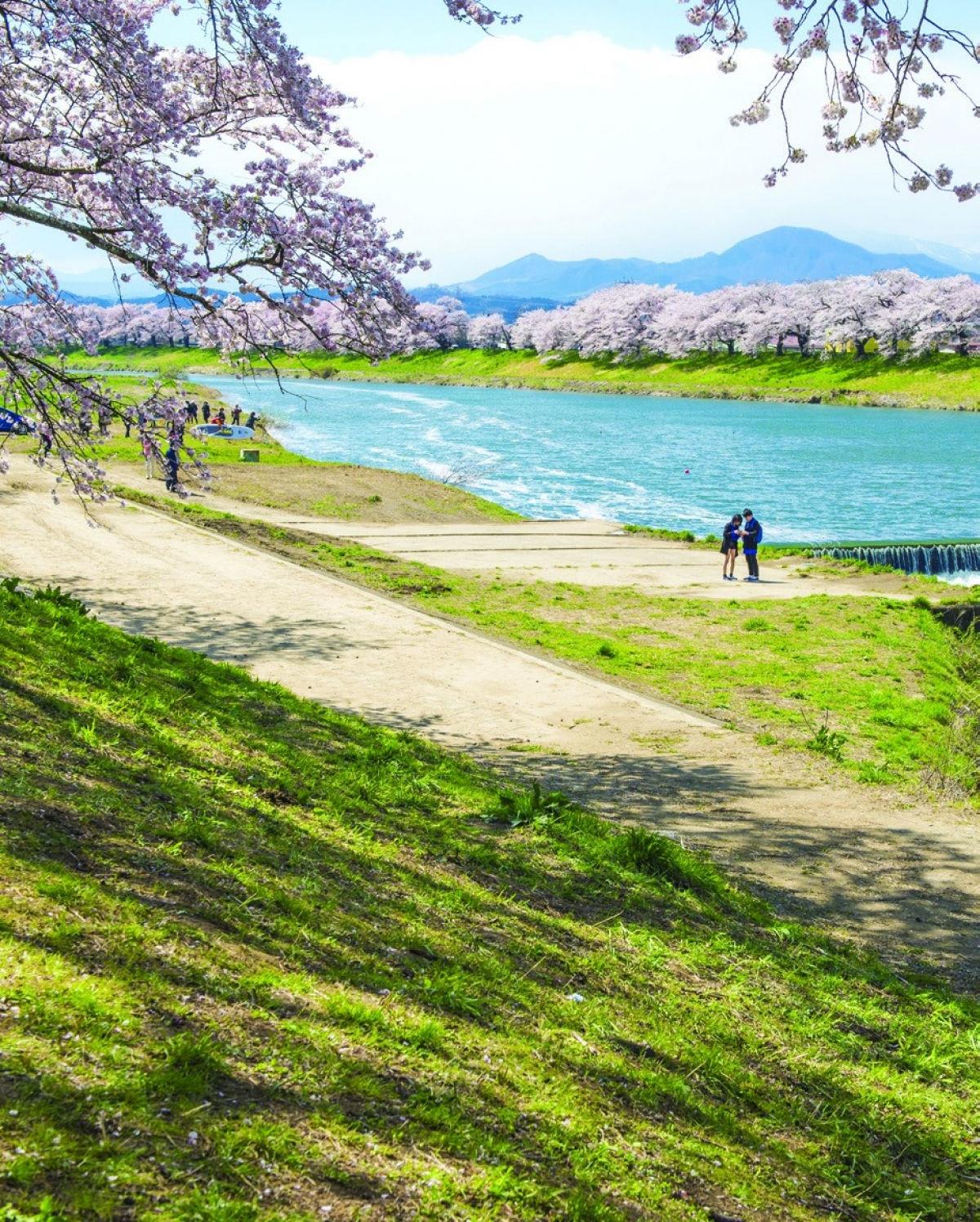 19. Senbonzakura dọc bờ sông Natsui (Thị trấn Ono)