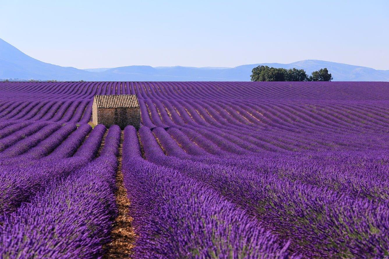 Thời điểm lý tưởng để ngắm hoa lavender ở Grasse