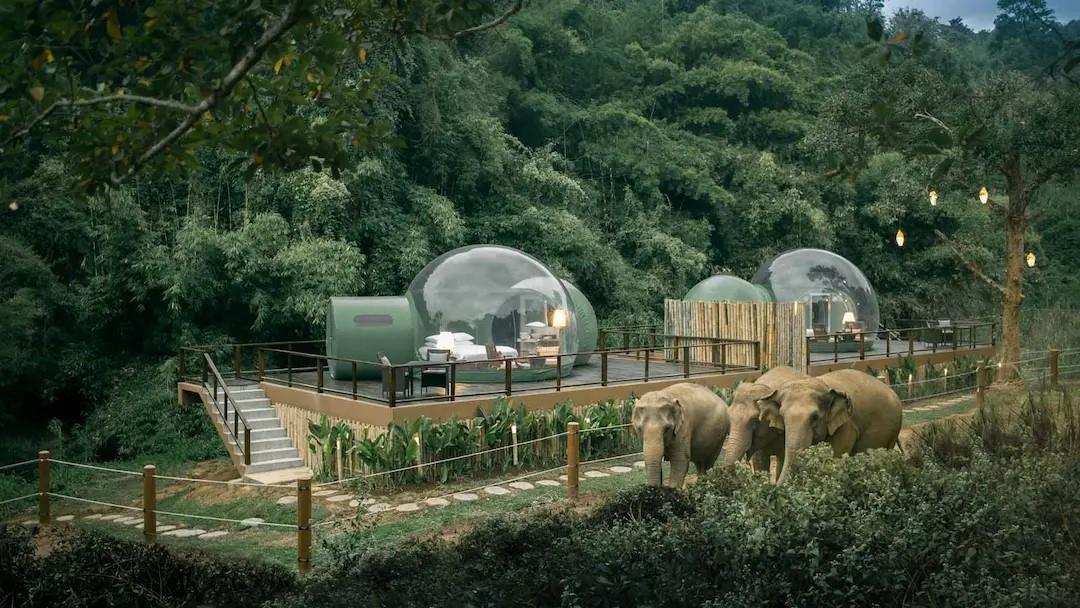 Trải nghiệm ngủ cạnh voi trong rừng nhiệt đới tại “Nhà bong bóng Thái Lan”