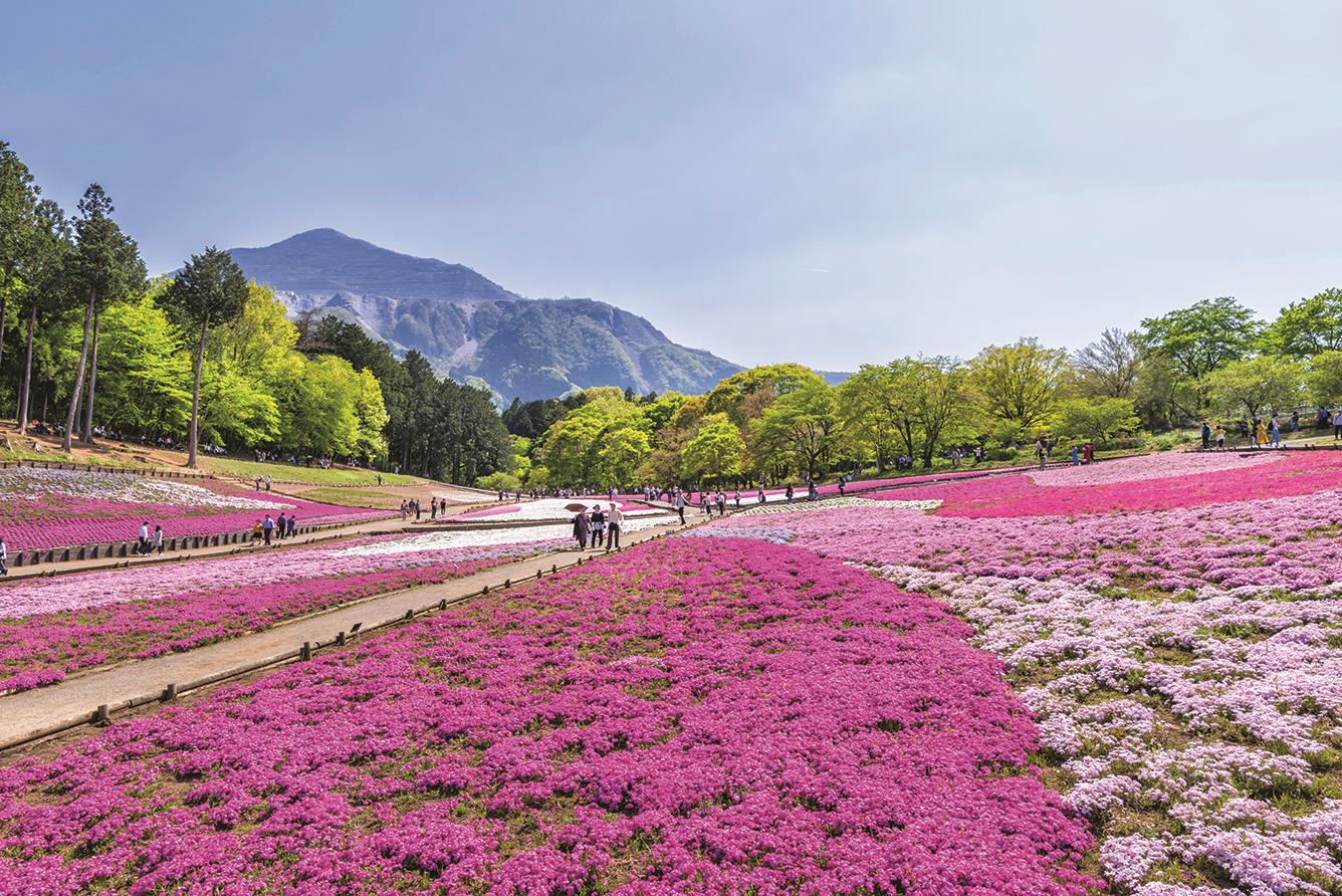 Hoa chi anh hồng rực cả góc trời dưới chân núi Phú Sĩ