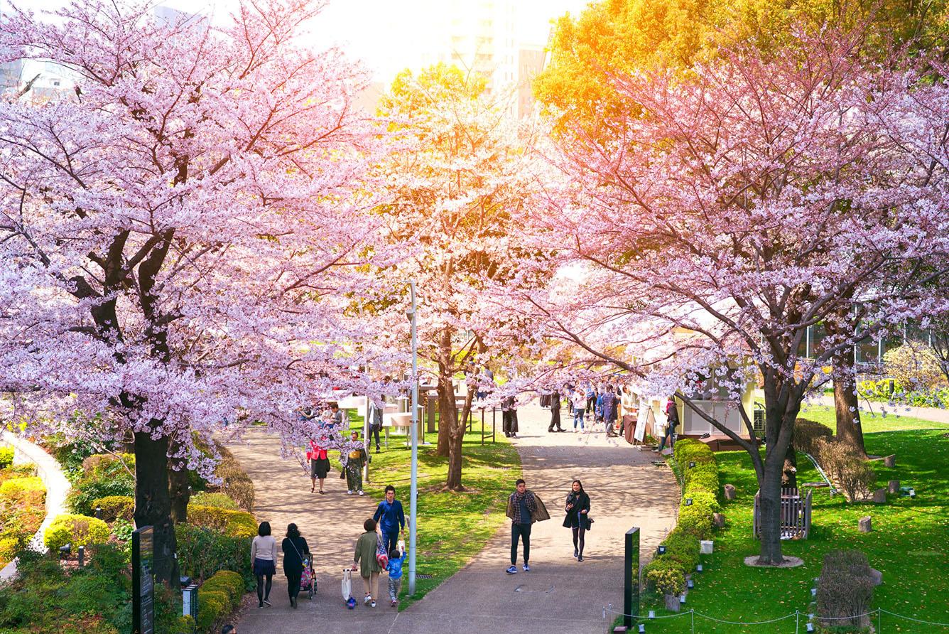Ngắm hoa khi du lịch Nhật Bản mùa xuân