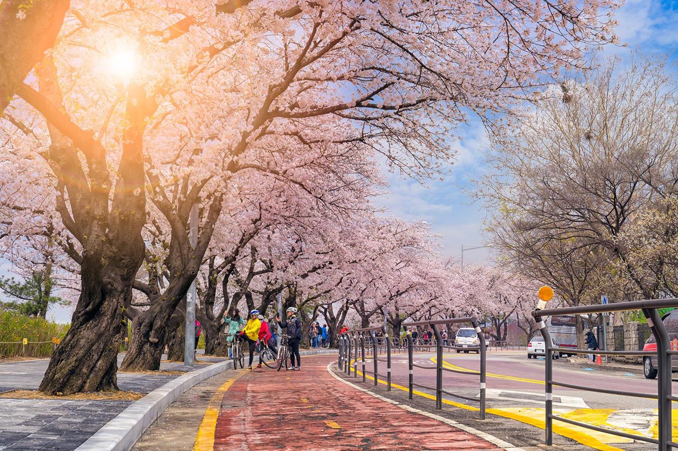Địa điểm ngắm hoa anh đào ở Hàn Quốc