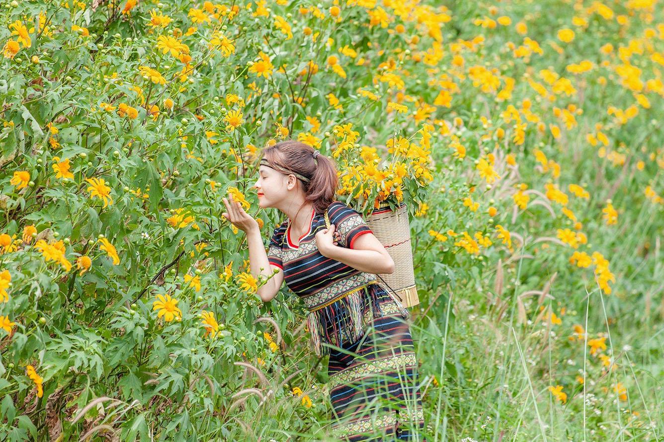 Kon Tum - Mảng sắc vàng hoa dã quỳ hoang dại