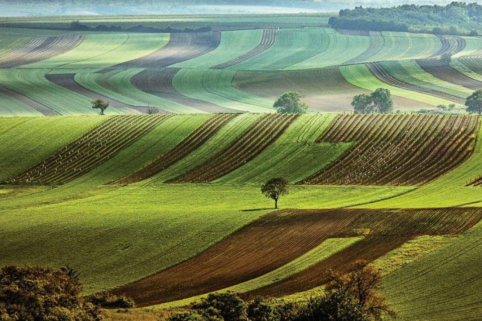 Cánh đồng ở miền nam Moravia