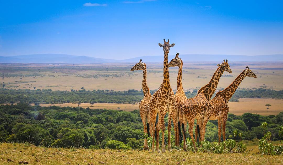 Về với thiên đường Maasai Mara