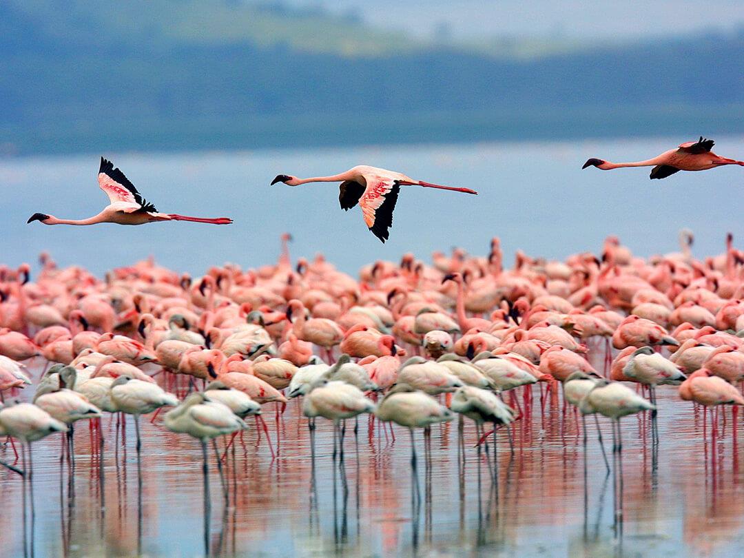 Hồ Nakuru