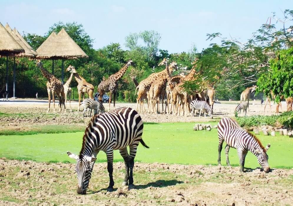 Thế giới động vật Safari World