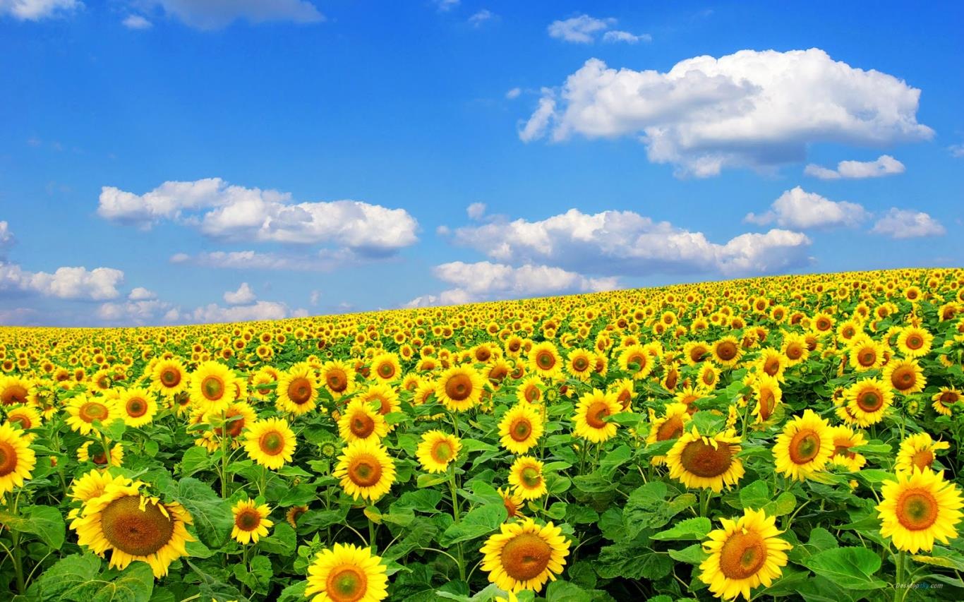 Hình nền Cánh đồng Hoa Hướng Dương Vàng Tuyệt đẹp Ảnh Nền Thiên Nhiên Phong  Cảnh Bông Hoa Background Vector để tải xuống miễn phí  Pngtree