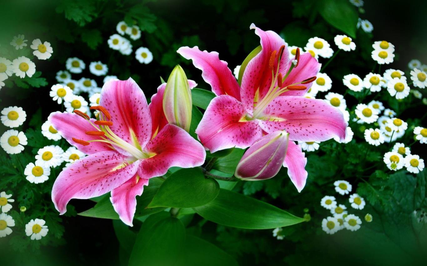 Hoa chưng tết - một loài hoa mang ý nghĩa may mắn và sinh động để chào đón Tết Nguyên Đán. Nếu bạn muốn khám phá vẻ đẹp và ý nghĩa của hoa chưng tết, hãy xem hình ảnh tuyệt đẹp liên quan đến loài hoa này.