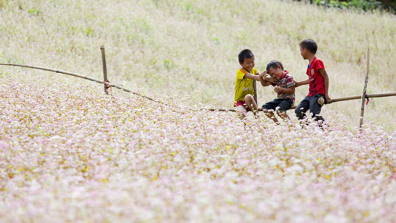 Du lịch Hà Giang mùa thu ngắm hoa tam giác mạch