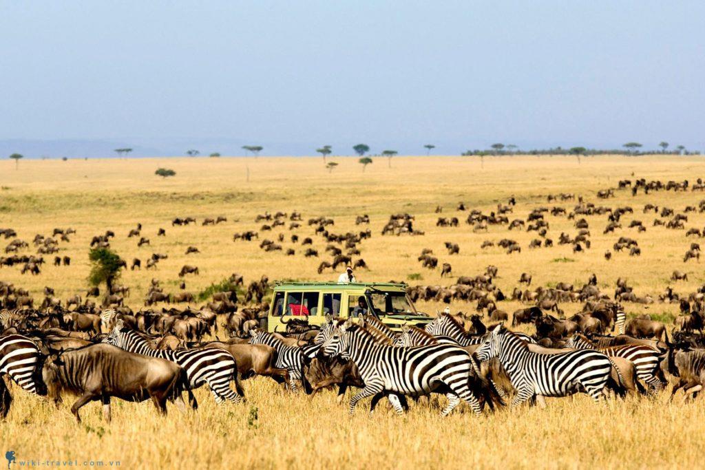 Ngắm thế giới hoang dã ở Tanzania | VIETRAVEL