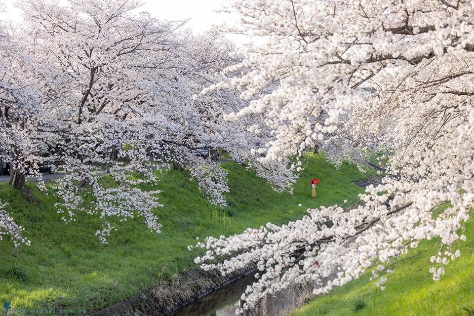 Say đắm sắc hoa anh đào tại 22 địa điểm du lịch nổi tiếng ở Fukushima - Phần 1