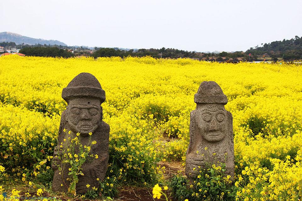 Vàng rực sắc hoa cải dầu trên đảo Jeju những ngày đầu Tháng Tư