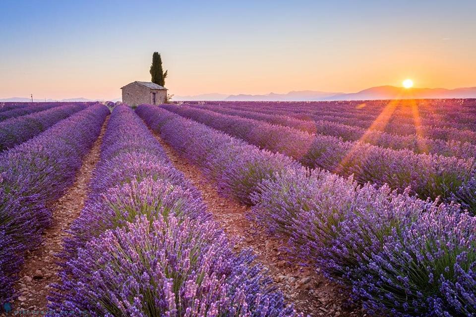 Mê mẩn vẻ đẹp của những cánh đồng hoa lavender ở Grasse, Pháp