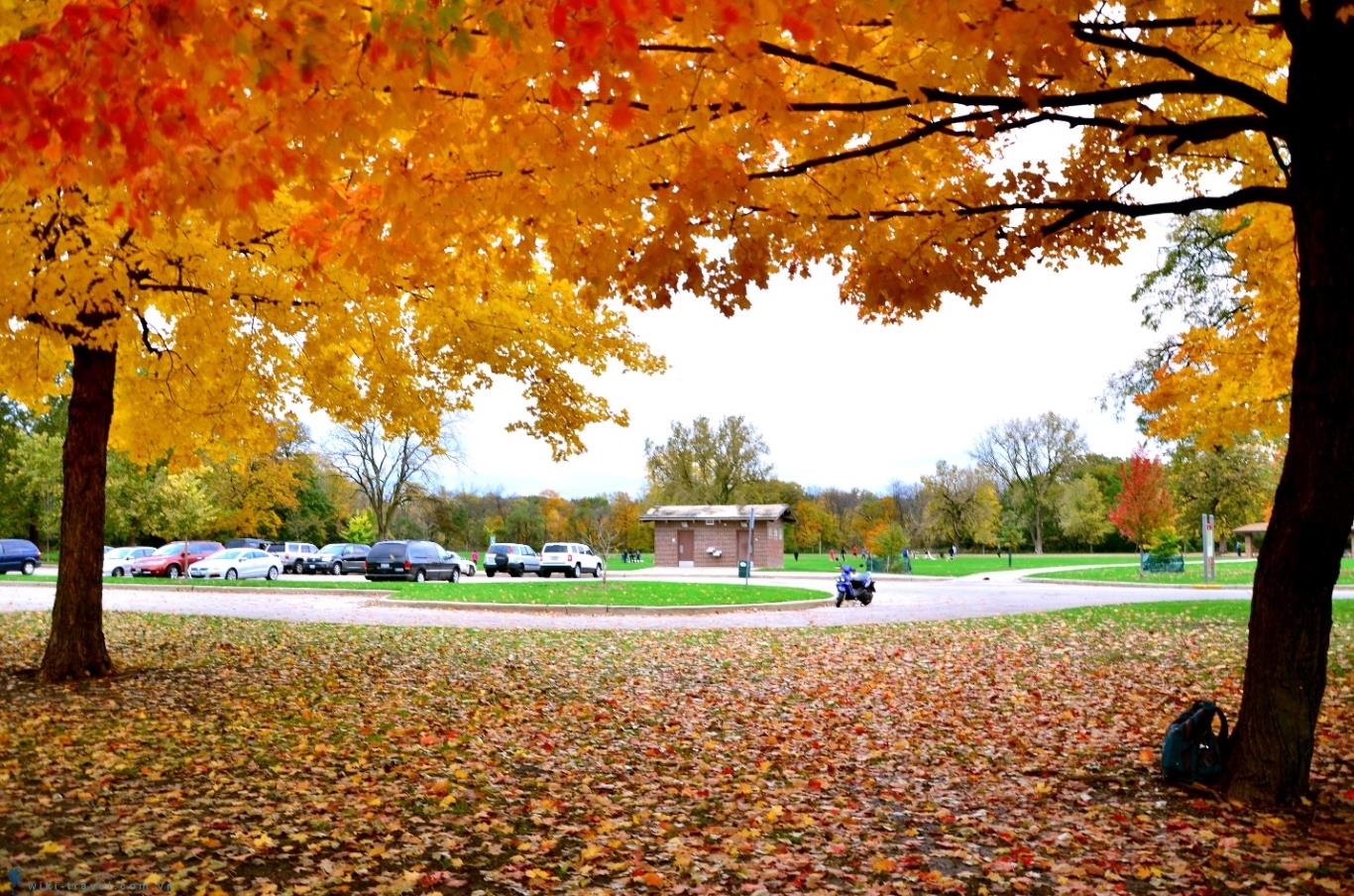 50 Hình ảnh mùa thu Tổng hợp những hình ảnh mùa thu đẹp nhất
